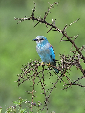 animals Birds Nature Plants