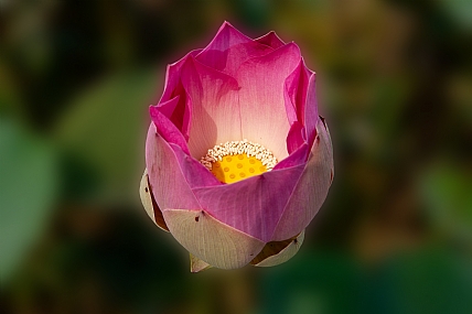 Nature Flowers Plants water Land World & Travel