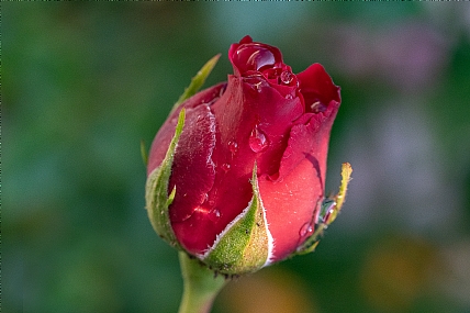 Nature Flowers Plants water Israel North Israel