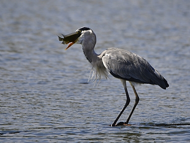 animals Birds Fish Nature water Israel North Israel