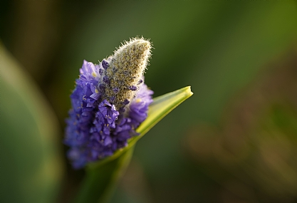 Photo by: sergey hmelevsky