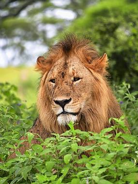 animals Cats Mammals Nature Plants World & Travel Africa