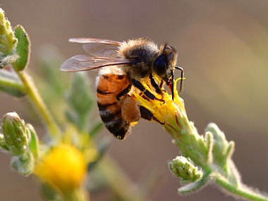 Photography Technics macro animals Bees Nature Flowers Plants Israel Central Israel