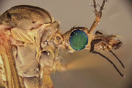 Photography Technics macro animals Insects post production Processing & effects