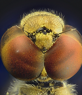 Photography Technics macro animals Insects post production Processing & effects