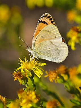 Photography Technics macro animals Butterflies Insects Nature Flowers Plants Israel North Israel