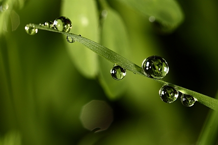 Photography Technics macro Nature Plants water