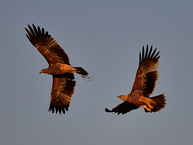 animals Birds Israel North Israel