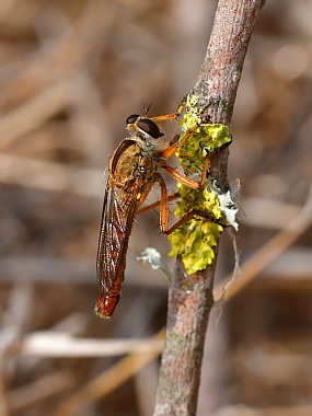 Photography Technics macro animals Insects Nature Plants Israel North Israel