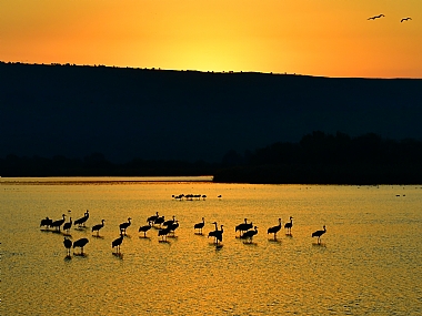 animals Birds Nature landscape Sunrises Lakes & Rivers Israel North Israel