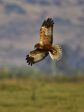 animals Birds Israel North Israel