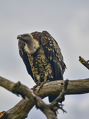 animals Birds World & Travel Africa