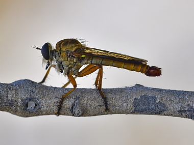 Photography Technics macro animals Insects Israel North Israel