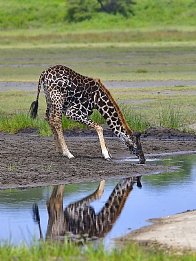 animals Mammals Nature water Lakes & Rivers World & Travel Africa