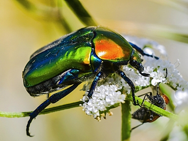 Photography Technics macro animals Insects Nature Flowers Plants Israel North Israel
