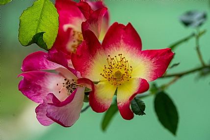 Nature Flowers Plants