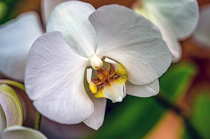 Nature Flowers Plants Israel Central Israel