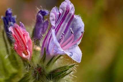 Nature Flowers Plants