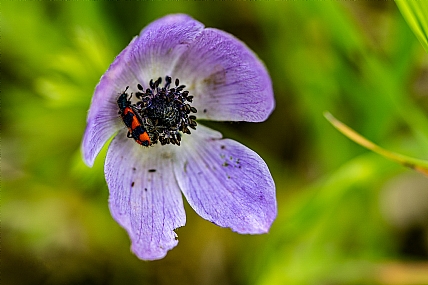 Nature Flowers Plants Israel North Israel