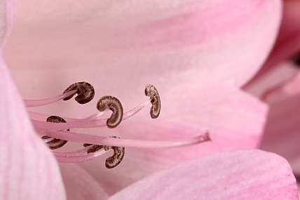 Photography Technics macro Nature Flowers