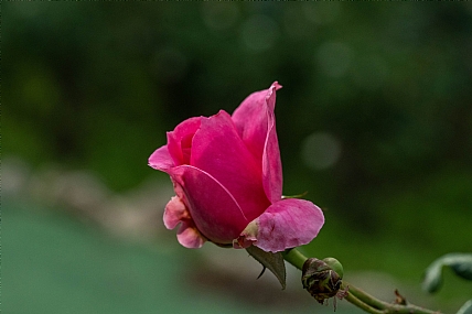 Nature Flowers Plants
