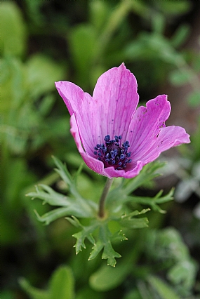 Nature Flowers Plants Israel North Israel