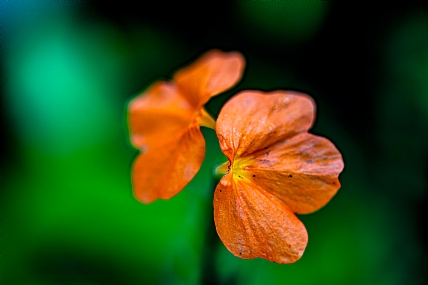Nature Flowers Plants Israel Central Israel