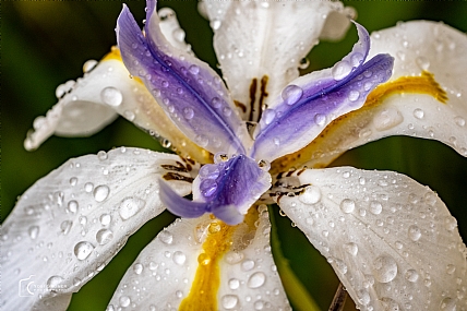 Nature Flowers Plants Israel North Israel