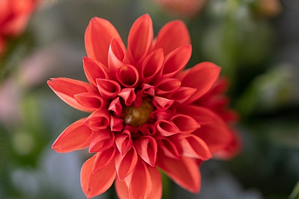 Nature Flowers Plants