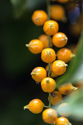 Nature Flowers Plants Israel North Israel