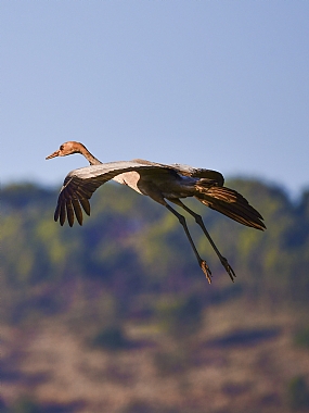 animals Birds Israel North Israel