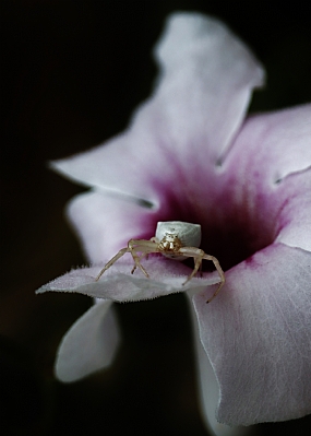 Photography Technics Documentary animals Spiders Nature Flowers