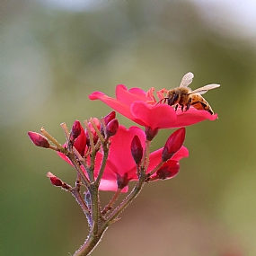 animals Bees Nature Flowers