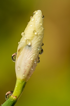 Photography Technics macro Nature Flowers Plants Israel North Israel