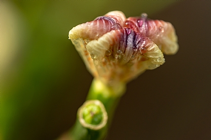 Photography Technics macro Nature Flowers