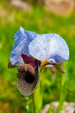 Nature Flowers Plants