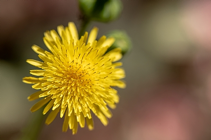 Nature Flowers Plants