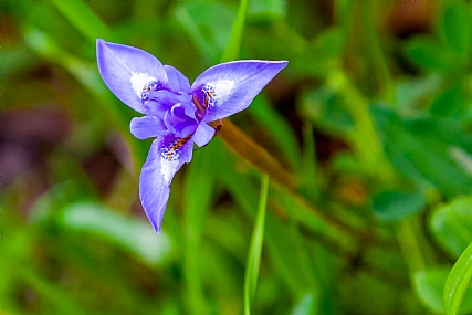 Nature Flowers Plants