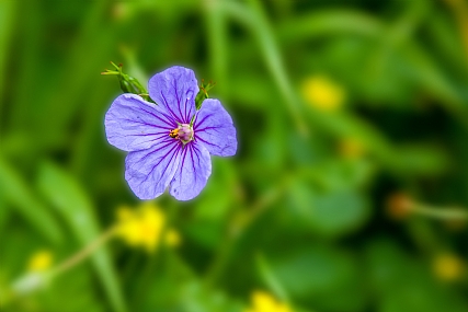 Nature Flowers Plants Israel North Israel