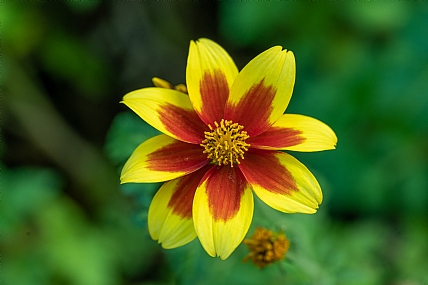 Nature Flowers Plants Israel