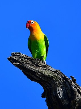 animals Birds World & Travel Africa