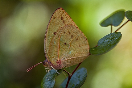 animals Butterflies Nature