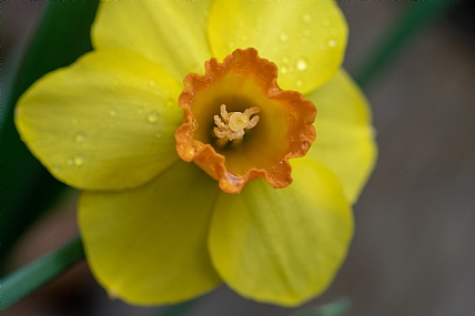 Nature Flowers Plants Israel North Israel