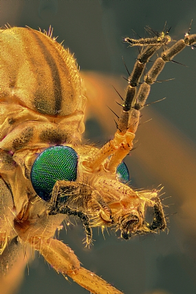 Photography Technics macro animals Insects post production Processing & effects