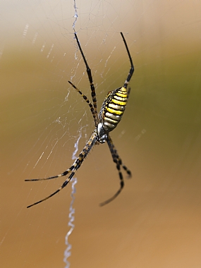 Photography Technics macro animals Spiders Israel North Israel