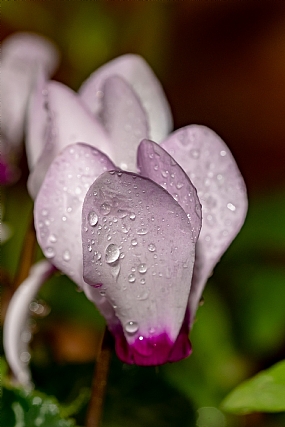 Photography Technics macro Nature Flowers