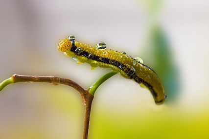 Photography Technics macro home & garden Garden Nature Israel North Israel