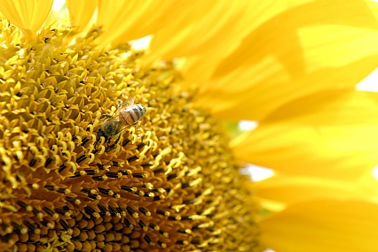 Photography Technics macro