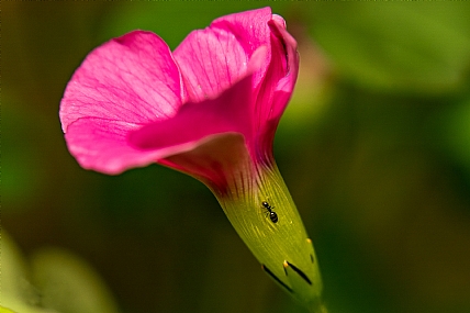 Photography Technics macro Nature Flowers Plants Israel North Israel