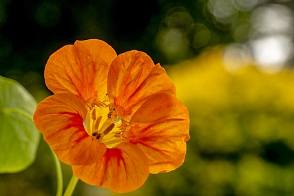 Photography Technics macro Nature Flowers Plants Israel North Israel
